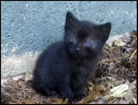 Black Kitten Eyes Closed.jpg